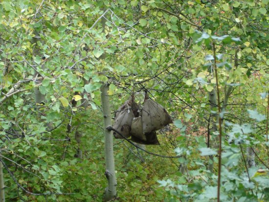 Boned out 5 Point Elk hanging in my canvas meat bags