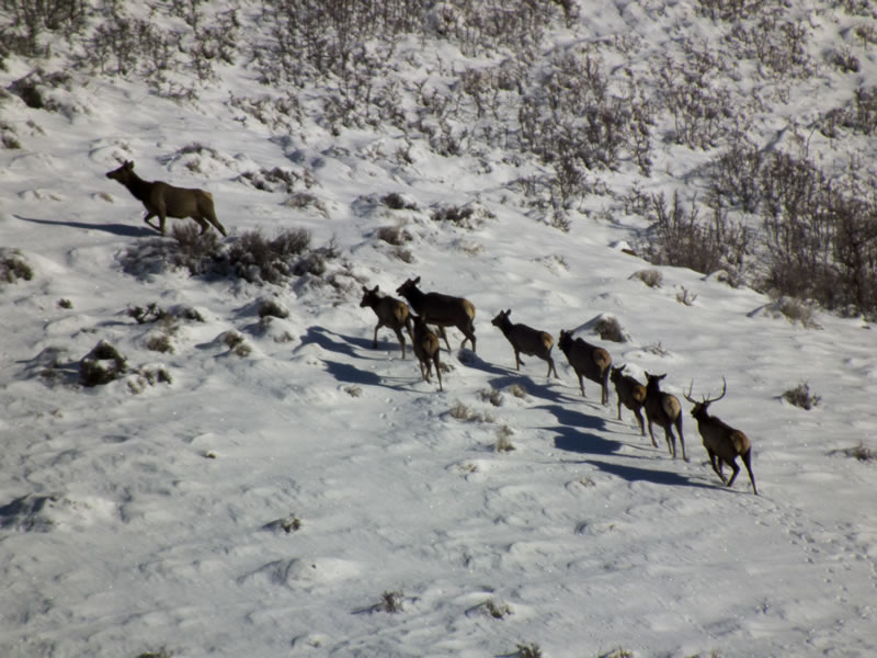 Elk Herd at around 600 yards taken with FujiFilm HS10