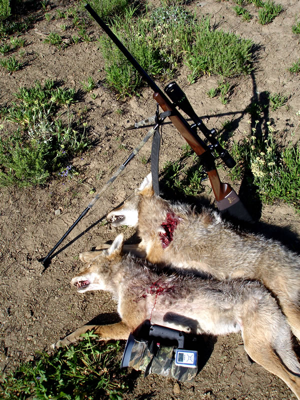 Two coyotes, Model 1885, 243 WSSM, Homemade Electronic Coyote Caller