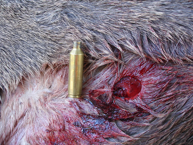 270 WSM 140g AccuBond handload exit hole on my 2010 mule deer
