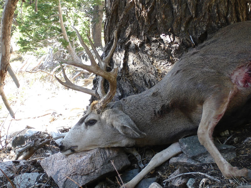 Side view of my 2010 mule deer taken with my Browning 270 WSM X-Bolt, Nikon 4-16xSF BDC rifle scope and 140g AccuBond handloads