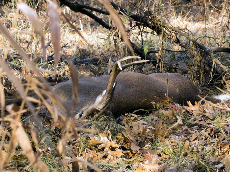 Six Point Whitetail Taken With My 270 WSM X-Bolt and 140g AccuBond Handload
