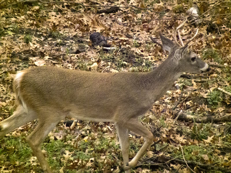 4 Point Whitetail Deer under Treestand