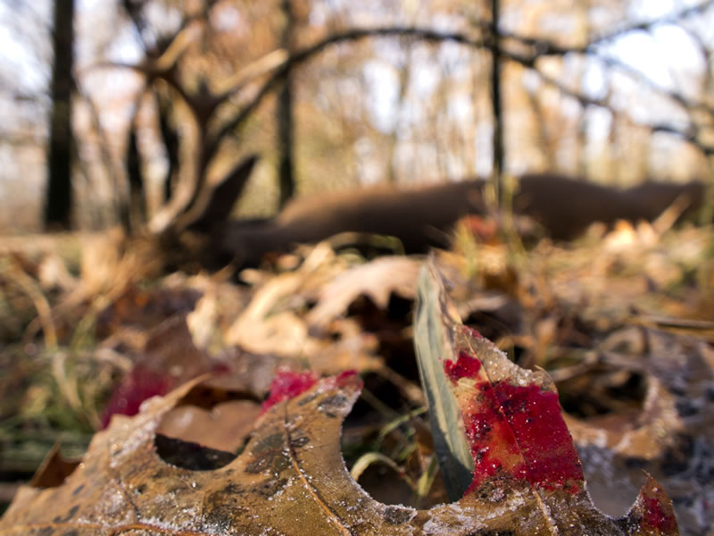 Blood Trail in the Frosty Leaves Leading to my 2010 Oklahoma Whitetail Buck