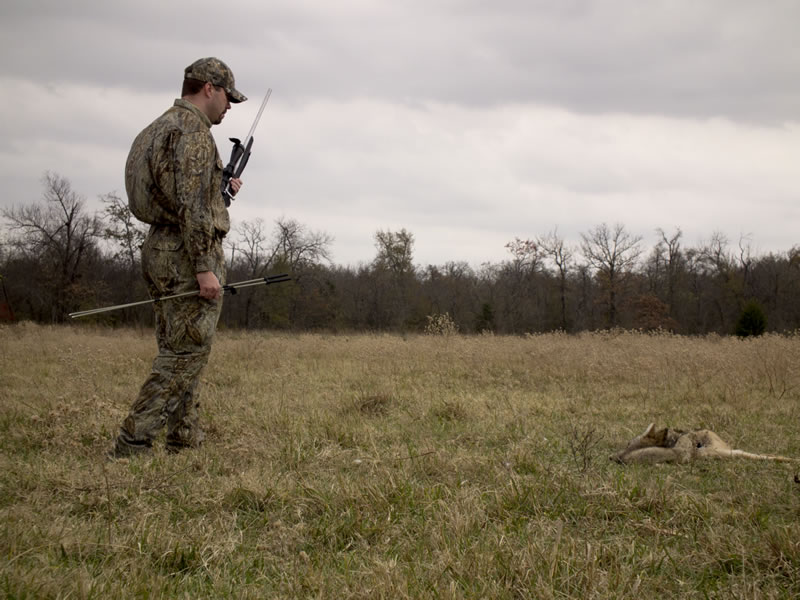 Mossy Oak Duck Blind Coyote Hunting with X-Bolt Walking Up to Coyote