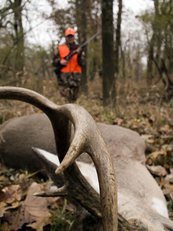 Deer Hunter Walking up to Downed Whitetail Buck