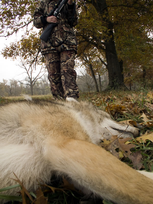 Walking up to Downed Coyote with Mossy Oak Break-Up infinity