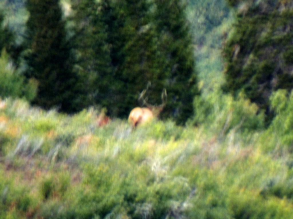 Larger Bull Elk I tried to get with my bow.
