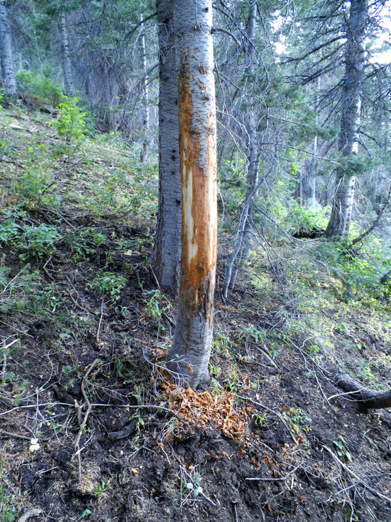 Large Tree Rubbed by Bull Elk