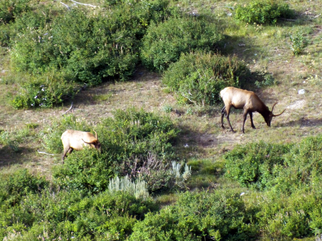 Two Spike Elk