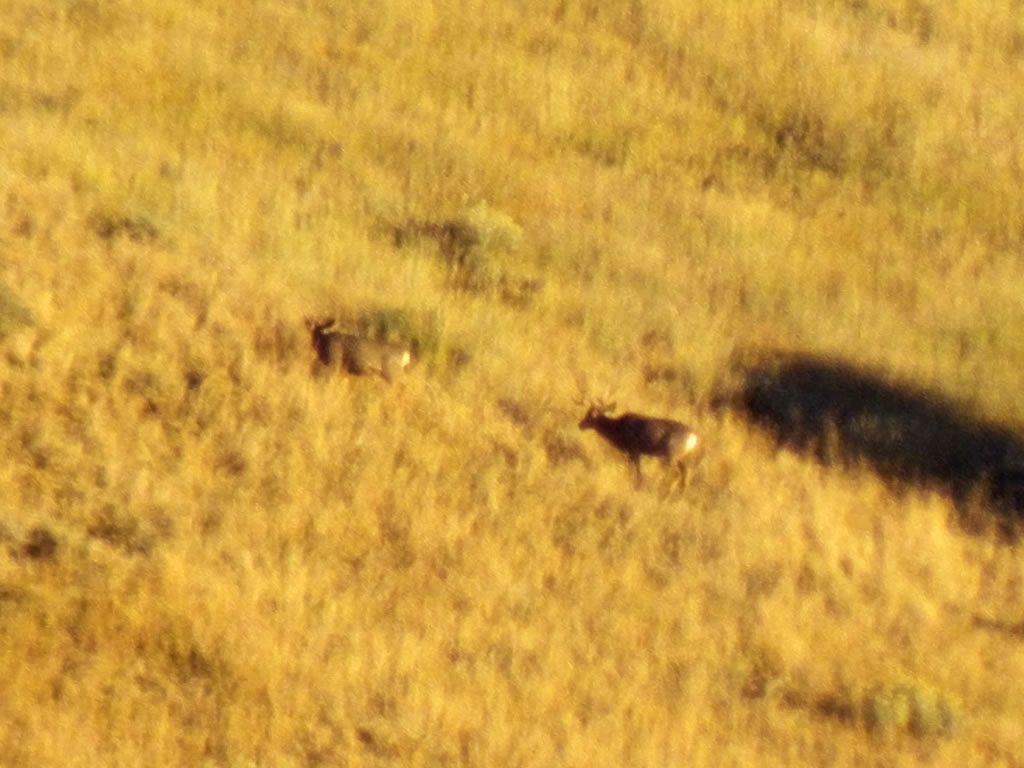 Mule deer bucks I watched before the muzzleloader hunt.