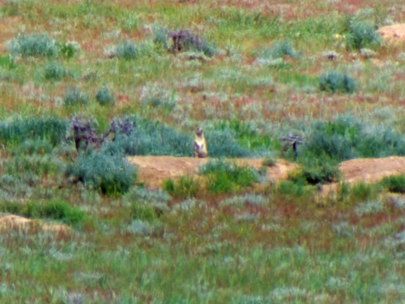 Prairie Dog Sitting on Mound