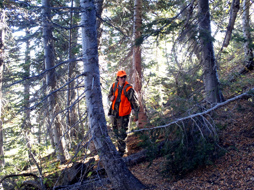 Elk hunting in the pines.