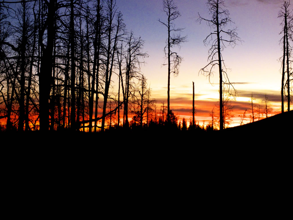Sunrise burnt timber elk hunting