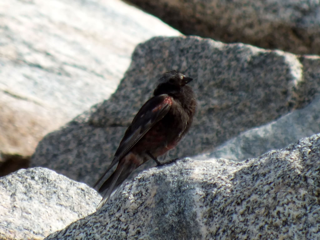 Black Rosy Finch in Stough Creek Basin