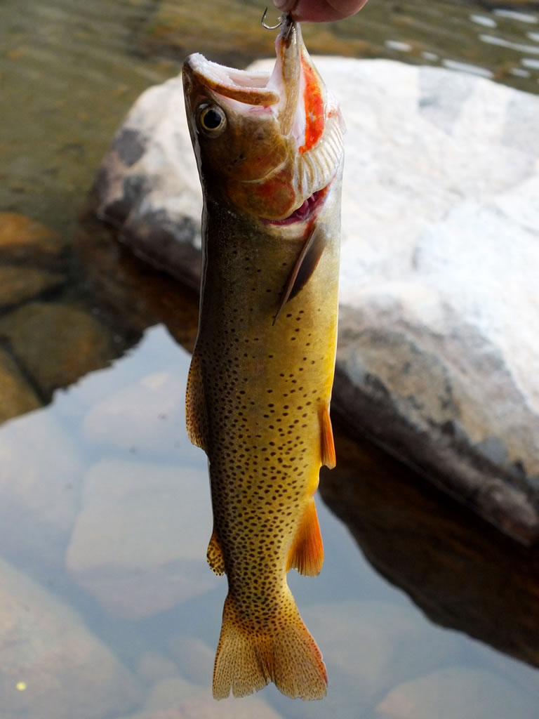 A beautiful Cuthroat Trout in Stough Creek Basin.