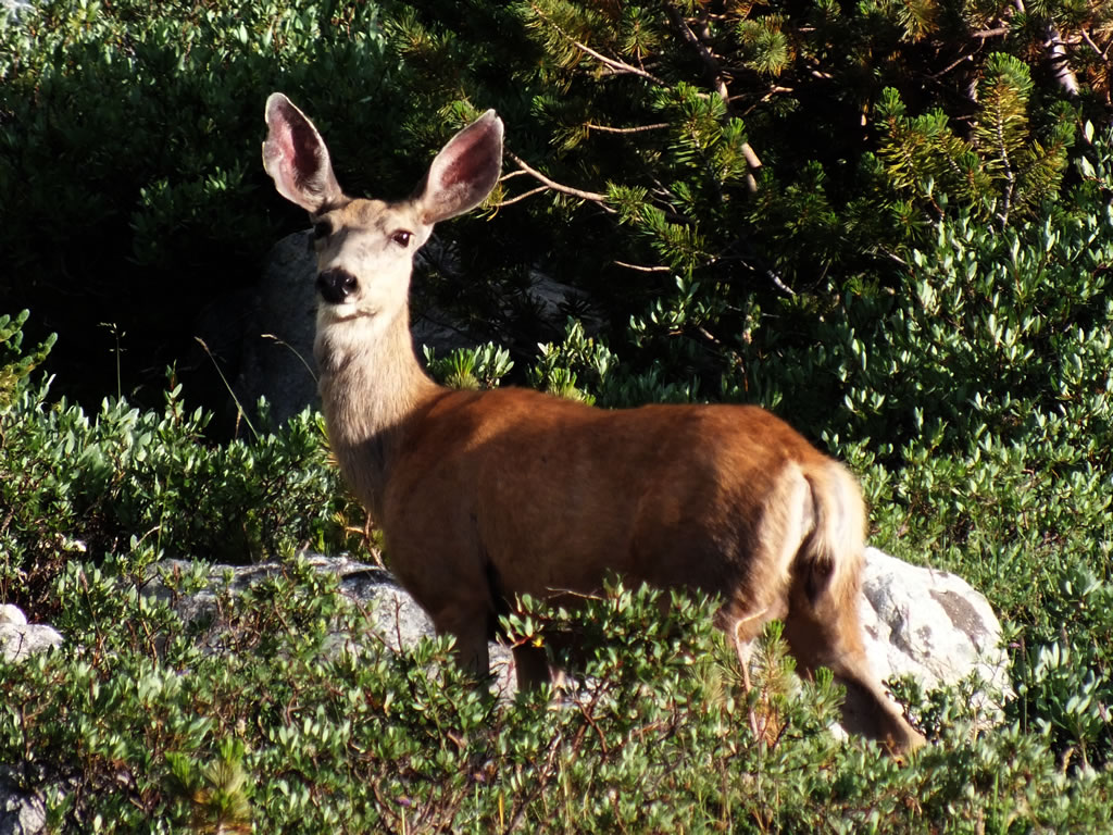 Mule Deer doe in the Stough Creek Basin