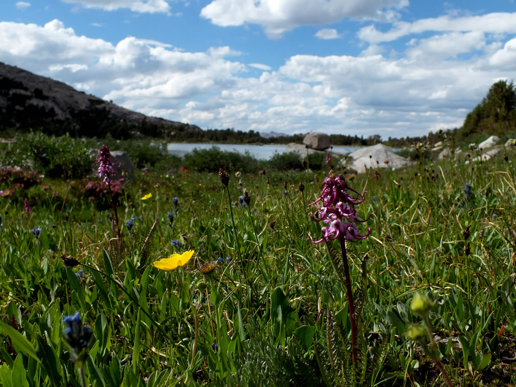 Wildflowers with a Stough Creek Basin Lake in the basin.