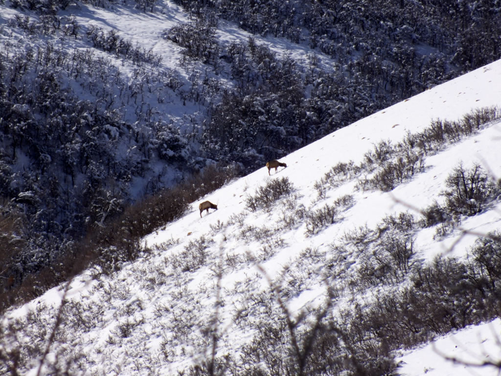 Spike and Cow Elk Feeding in Snow