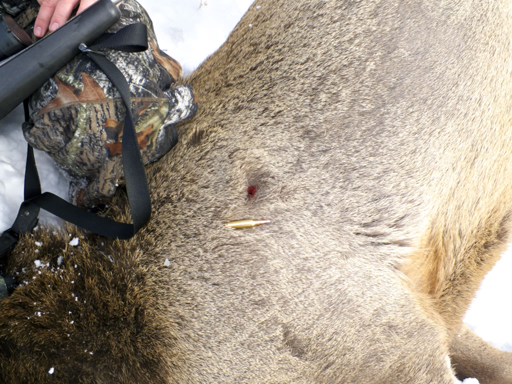 Cow Elk 140g Accubond exit wound with 230 yard shot