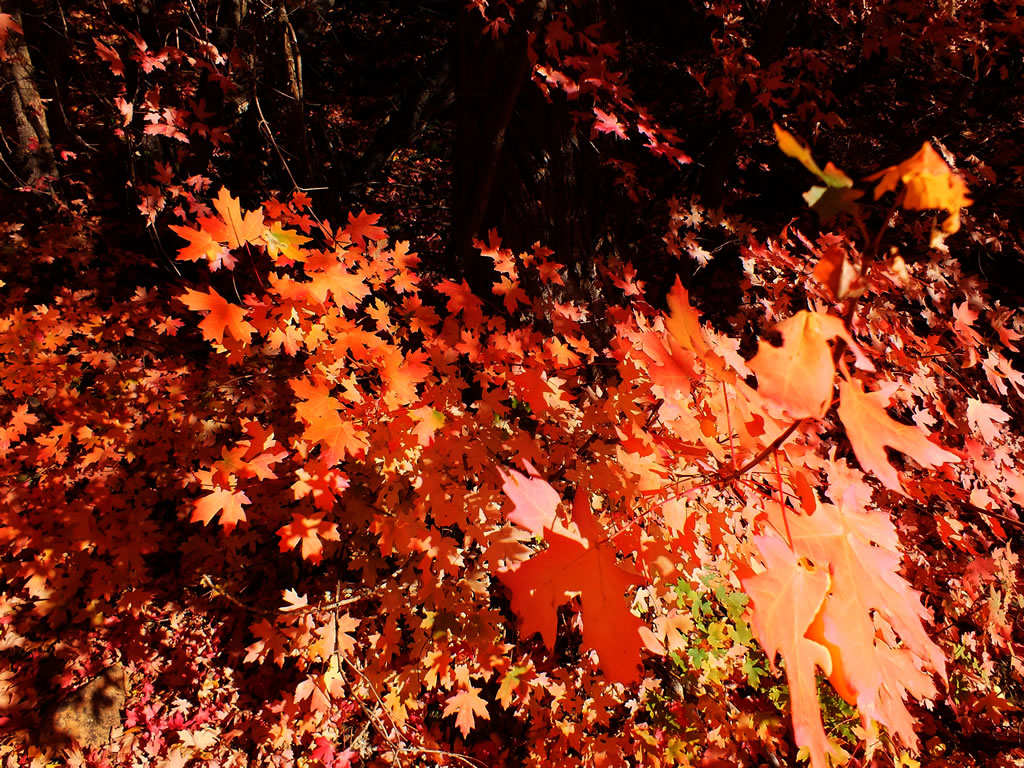 Beautiful automn leaves