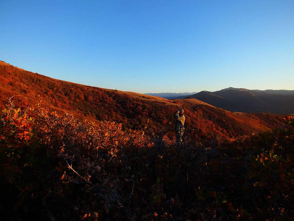 Weston glassing for deer