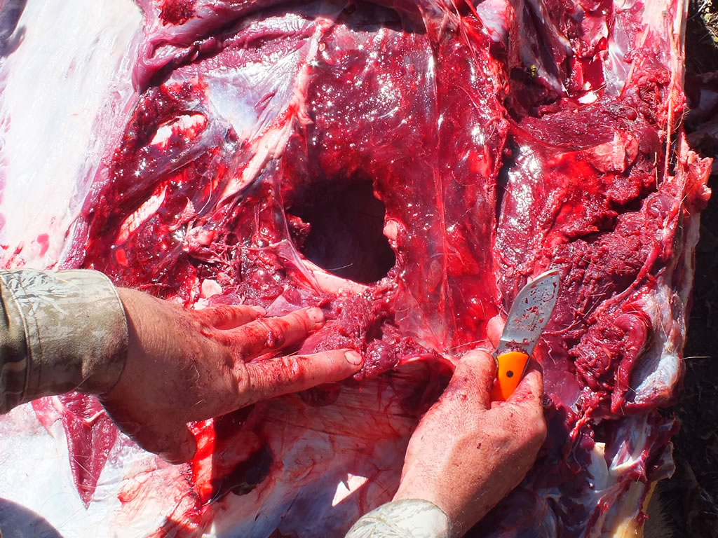 Fist sized entry hole made with 270 WSM and 140 gr Accubond on bull elk.