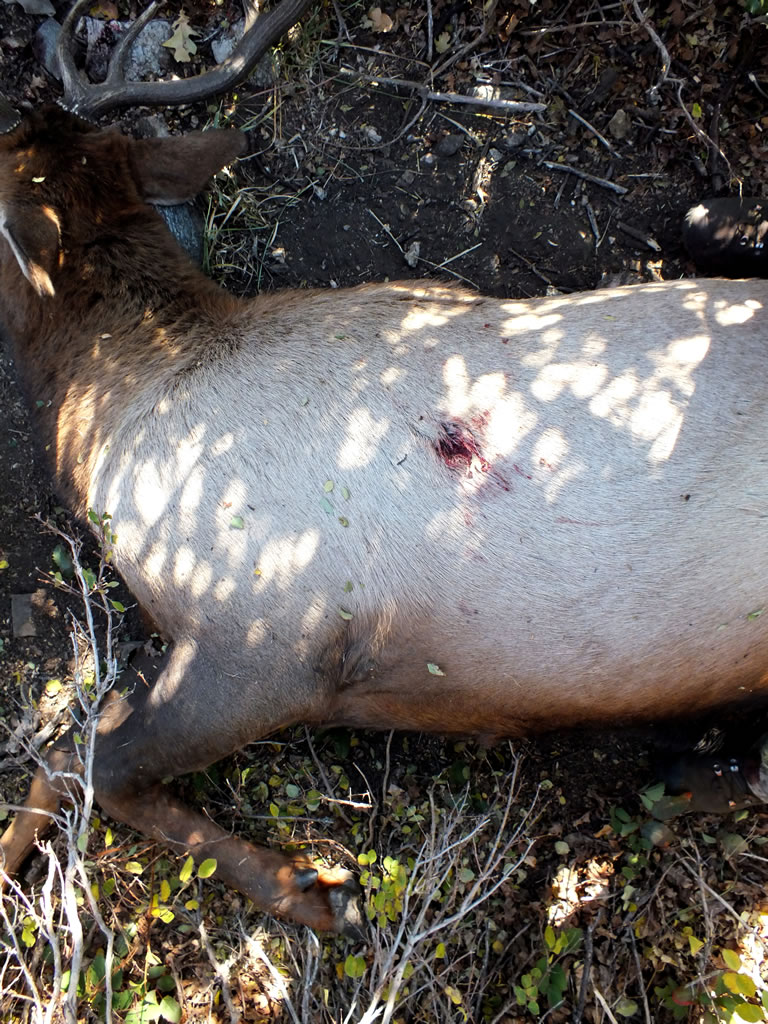 270 WSM 140 gr Accubond exit hole