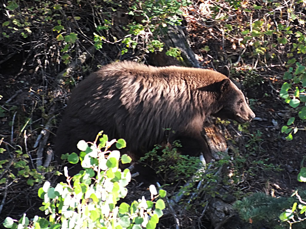 Black Bear I watched while in my Tree Saddle.