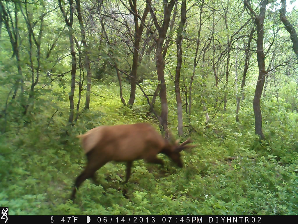 4x4 Bull Elk Browning Range Ops Trail Camera Image 2