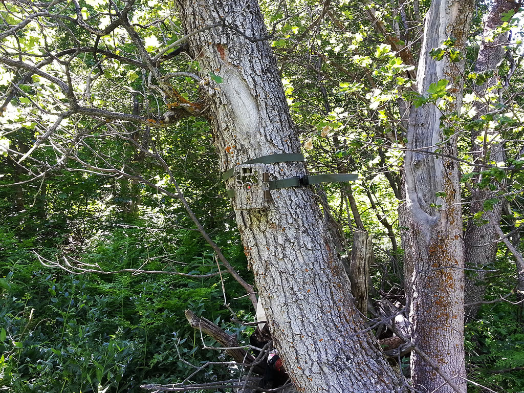 Browning Spec Ops trail camera over wallow