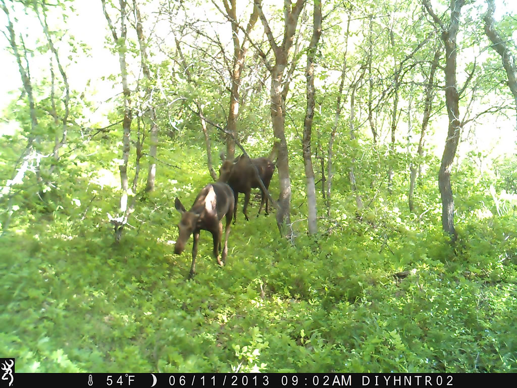 Moose with Browning Range Ops Trail Camera