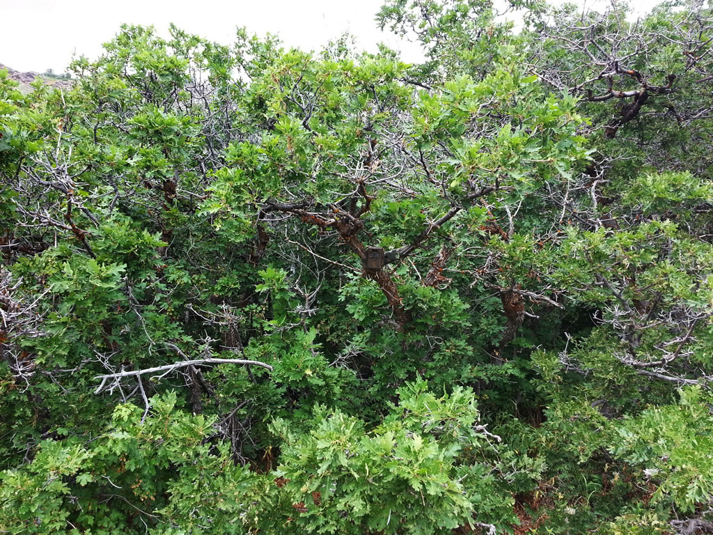 Browning Range Ops in Oak Brush