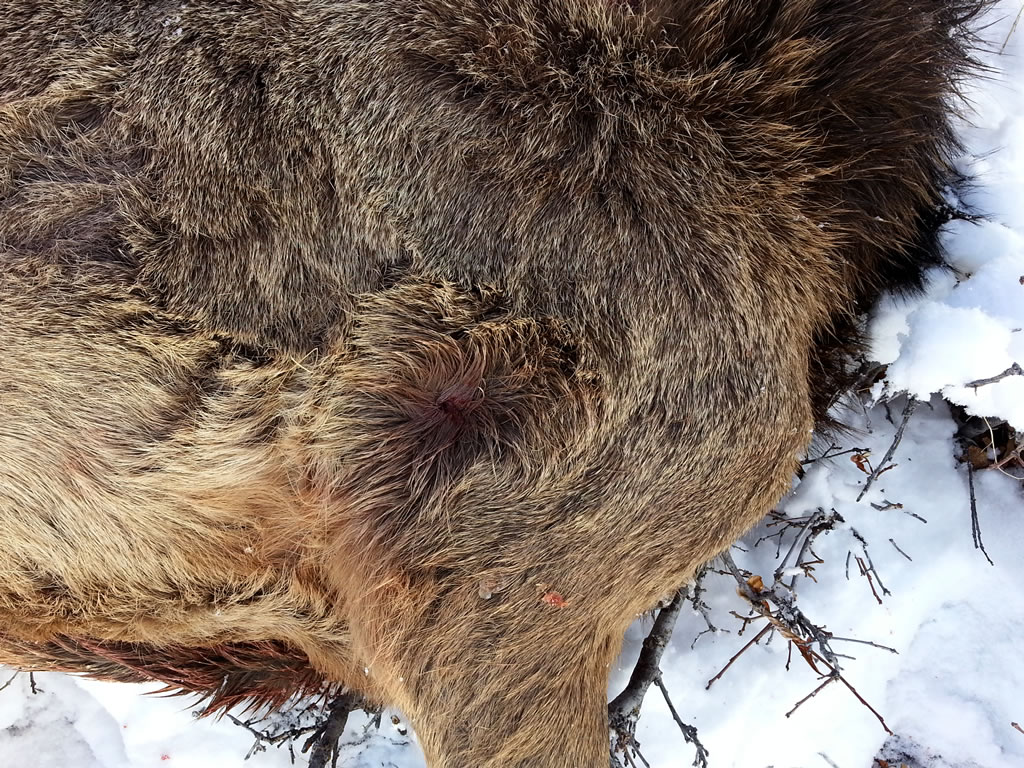 95 Gr. Berger VLD, 243 WSSM 2nd entry hole on cow elk.