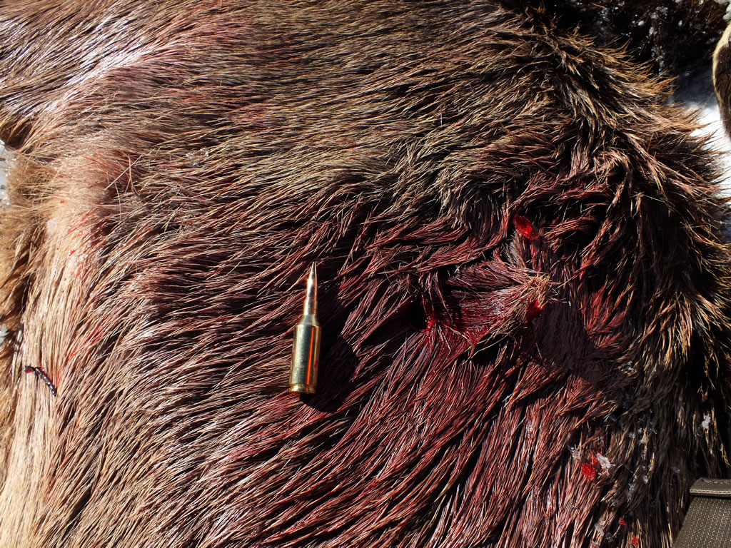 95 Gr. Berger VLD, 243 WSSM entry hole on cow elk.