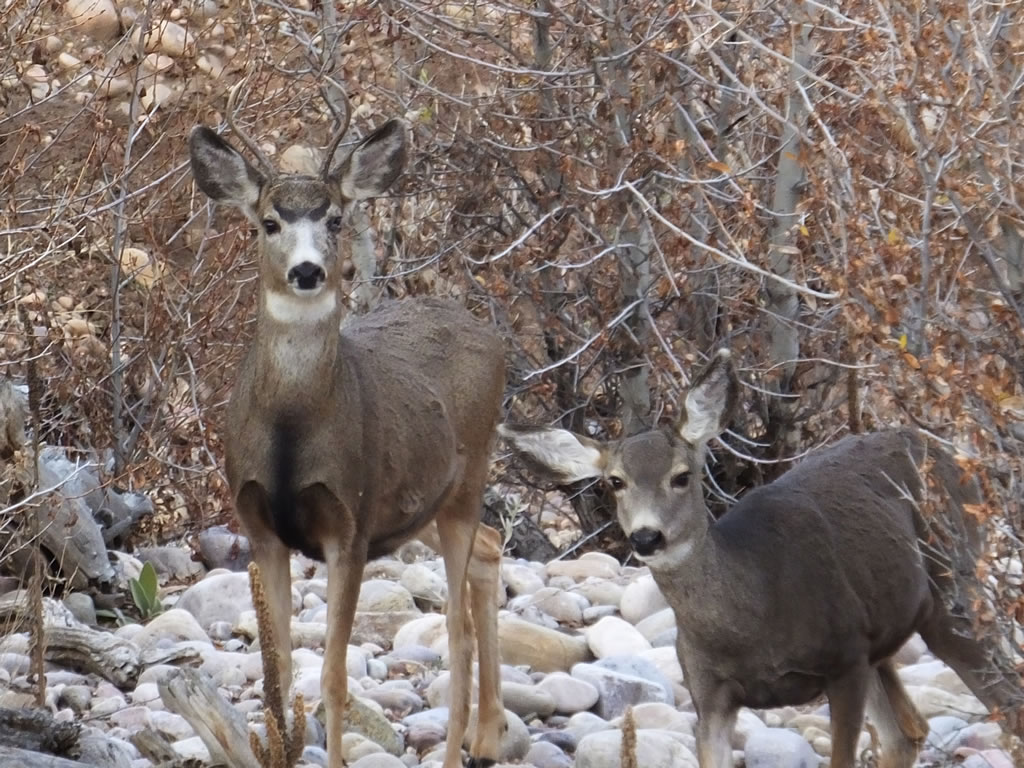 Mule Deer with Pinkeye, Conjunctivitis