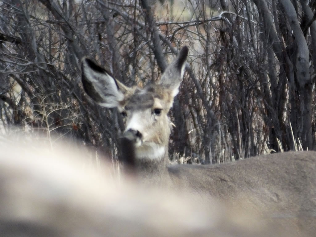 Mule Deer with Pinkeye, Conjunctivitis
