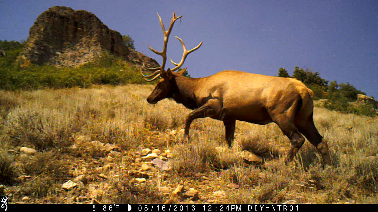 5x6 Bull Elk on Browning Recon Force Trail Camera
