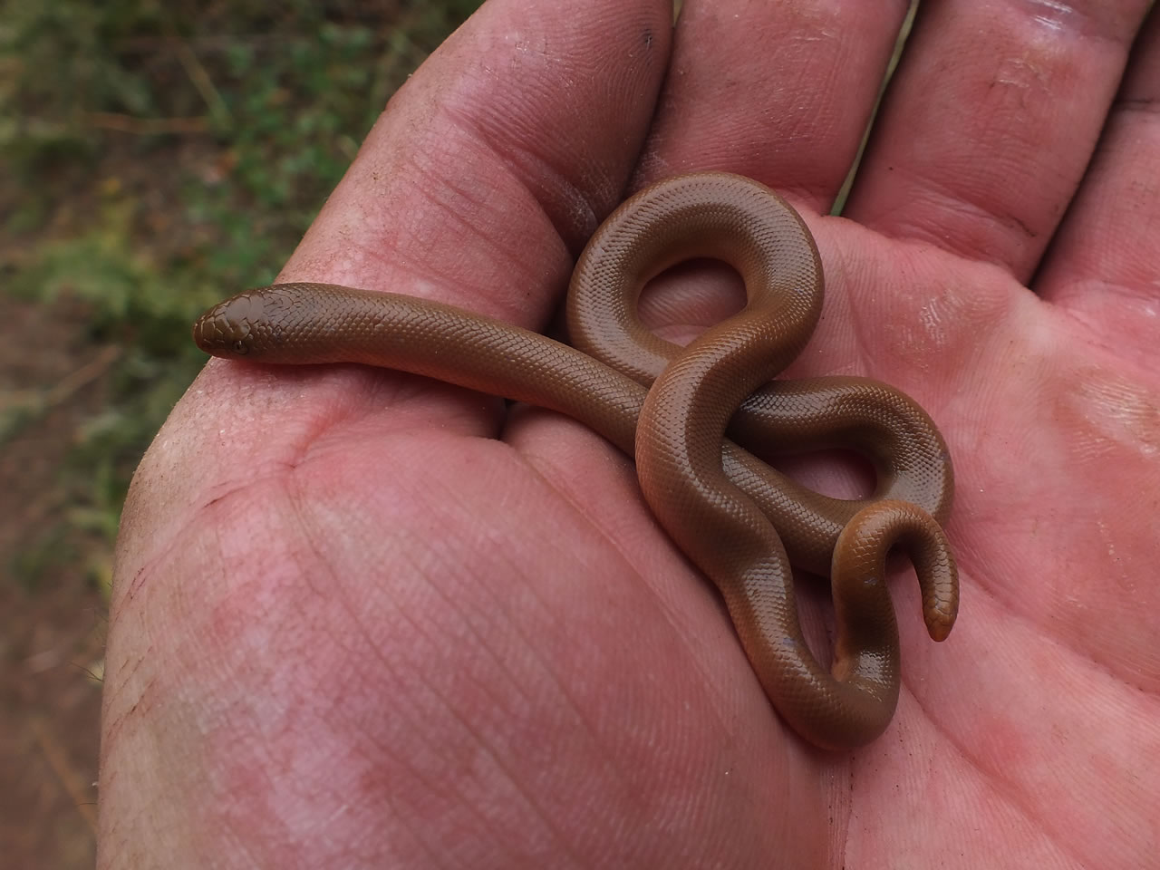 Young Rubber Boa Snake