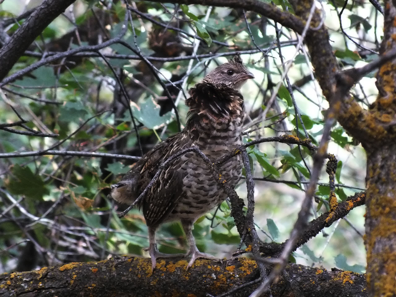 Lots of Ruff Grouse on the mountain this year.