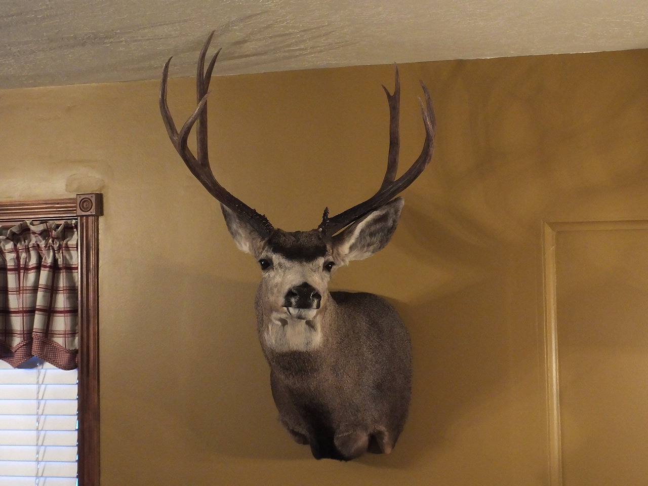 Whitey mounted in the living room looking at camera