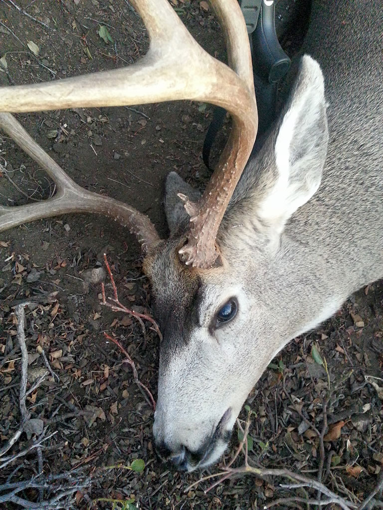 Whitey, mule deer head view from side