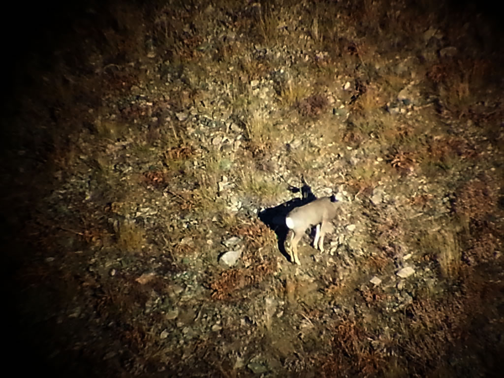 Vortex Razor Digiscope four point buck