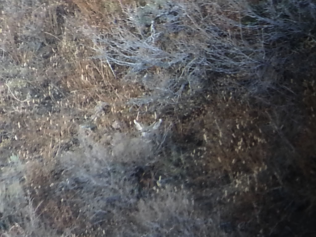 Small mule deer buck hiding in the brush.