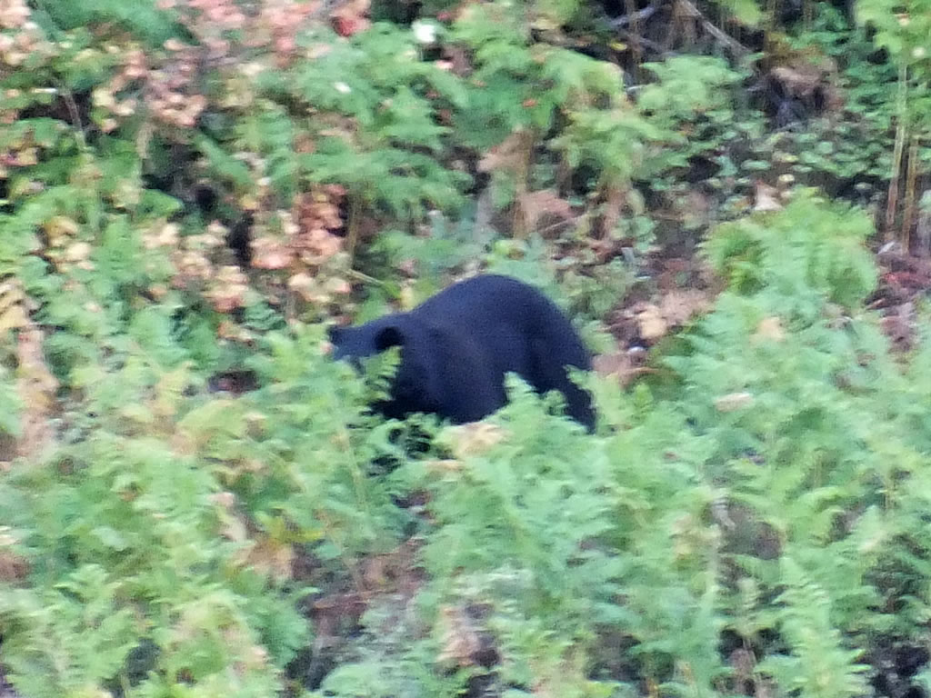 Big Black Bear