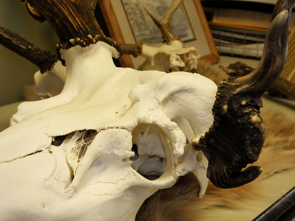 Elk Antler at Sunset