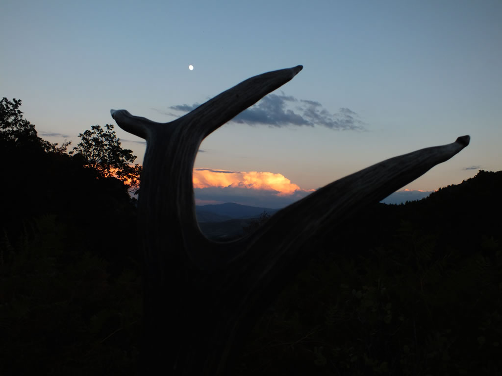 Elk Antler at Sunset