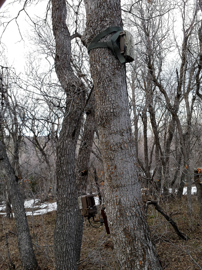 Browning trail camera power pack and Strike Force trail camera on Browning trail camera tree mount