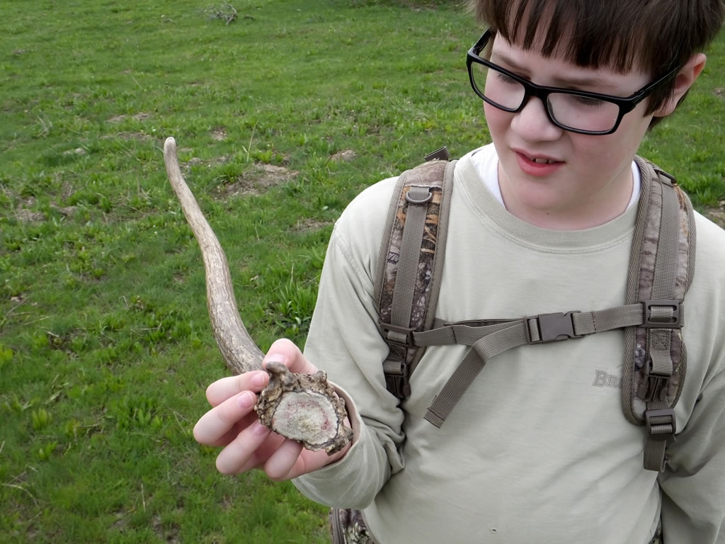 Landen with spike elk shed antler
