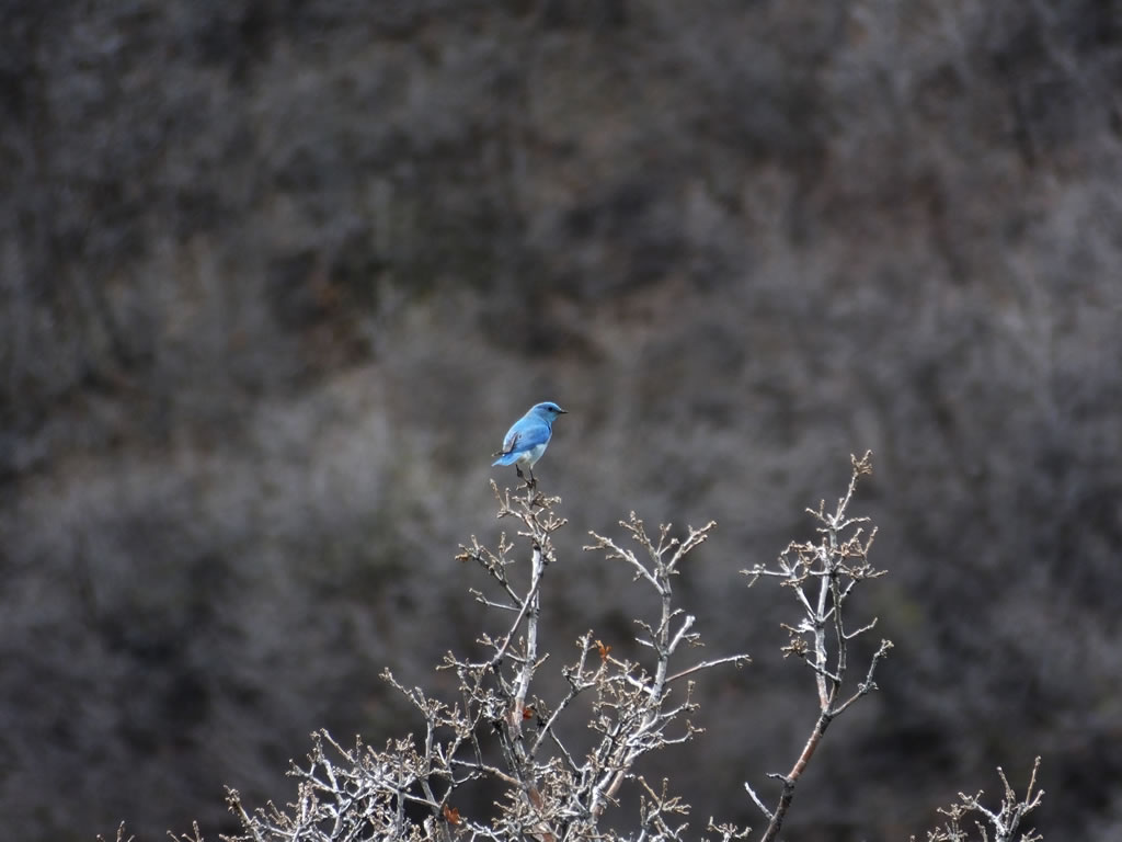 Mountain Bluebird
